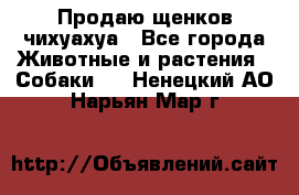 Продаю щенков чихуахуа - Все города Животные и растения » Собаки   . Ненецкий АО,Нарьян-Мар г.
